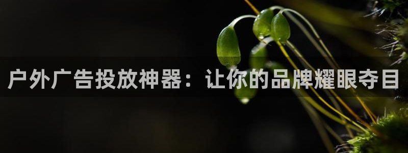 杏宇平台注册地址在哪里