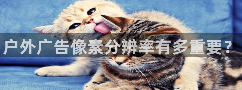 杏宇官方平台官网入口